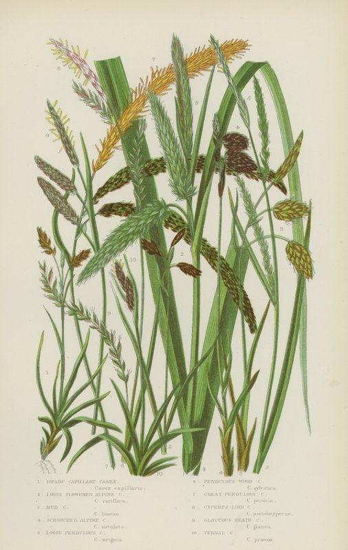 矮毛茛薹草、松散花高山薹草、泥薹草、焦化高山薹草（彩色石版画） 作者 英语学校