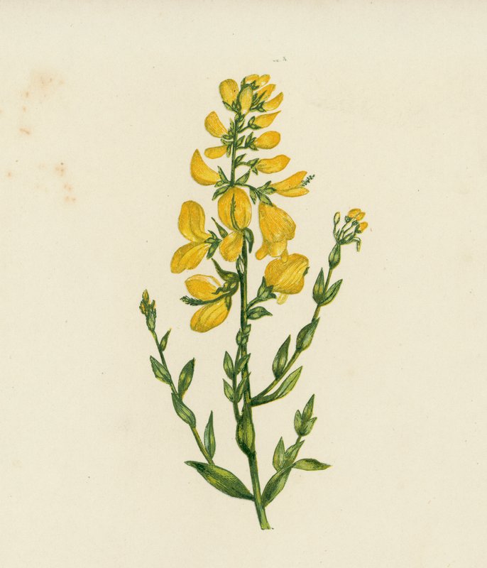 染工绿草，Genista Tinctoria（彩色石版画） 作者 英语学校