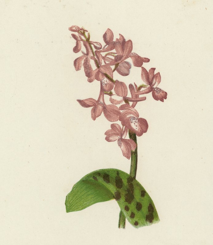 早紫兰花，Orchis Mascula（彩色石版画） 作者 英语学校