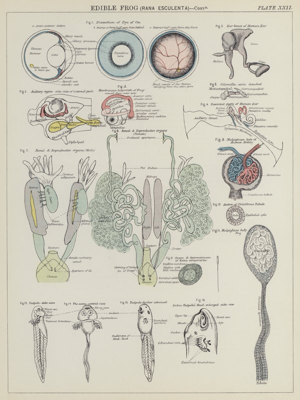 食用蛙，Rana Esculenta（彩色石版画） 作者 英语学校
