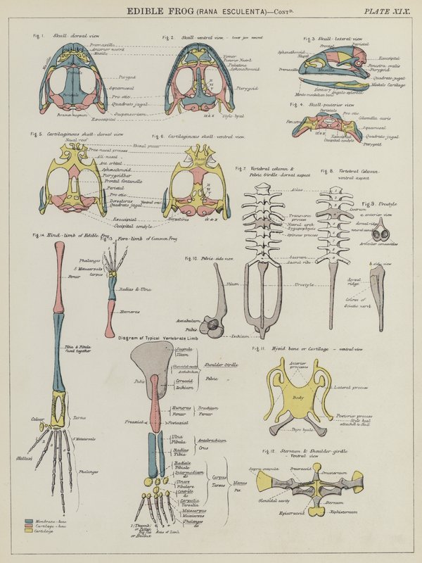 食用蛙，Rana Esculenta（彩色石版画） 作者 英语学校