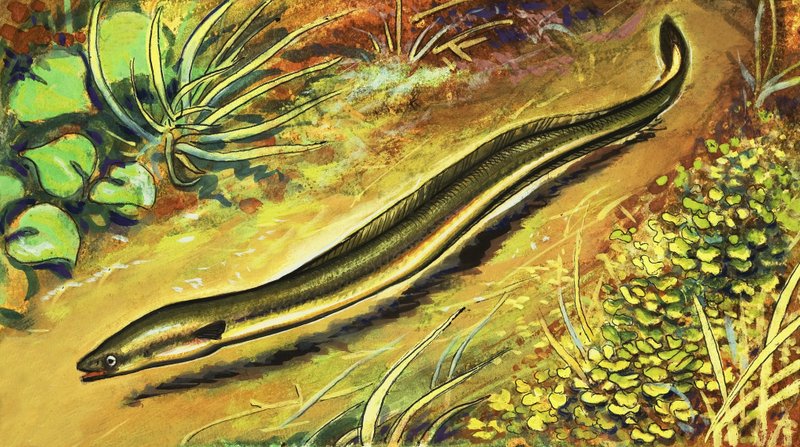 鳗鱼 作者 英语学校