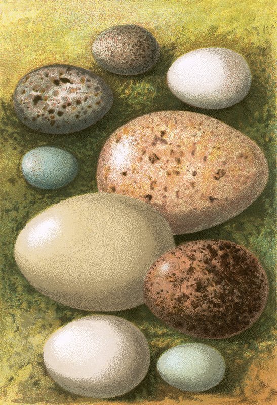 蛋 作者 英语学校