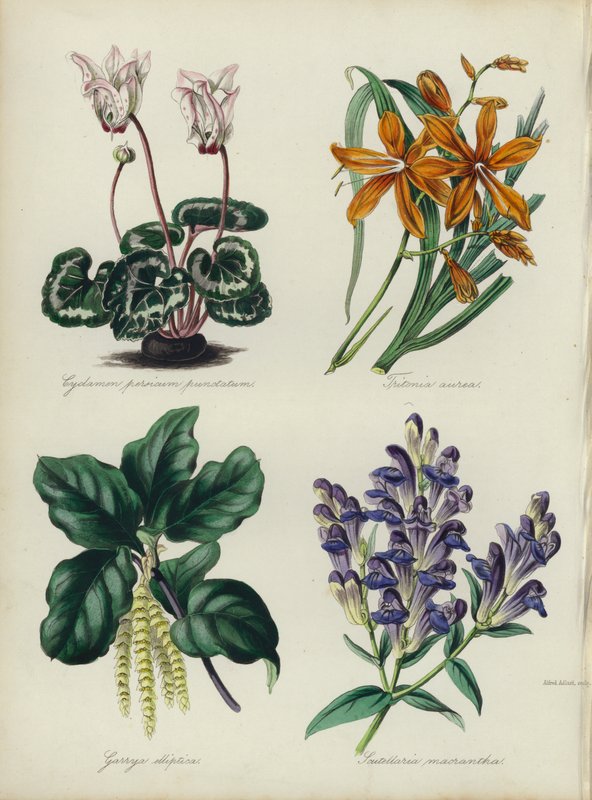 英国花园：仙客来、Tritonia aurea、Garrya elliptica、Scutellaria macrantha（彩色石版画） 作者 英语学校