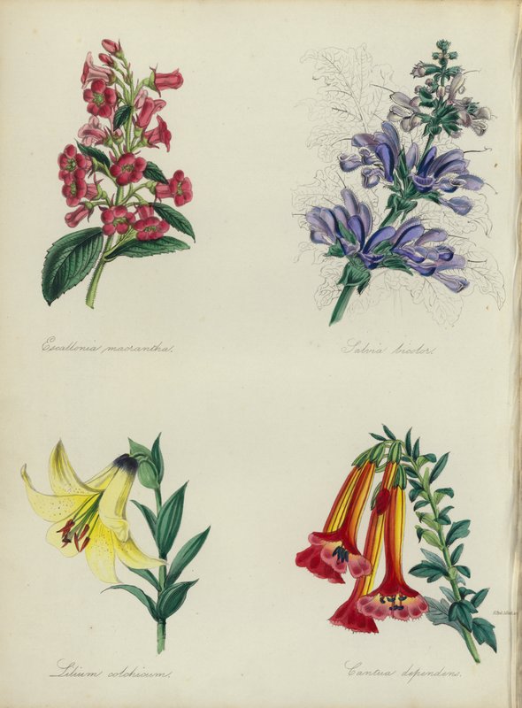 英国花圃Escallonia macrantha, Salvia bicolar, Lilium colchicum, Cantua dependens (color litho) 作者 英语学校