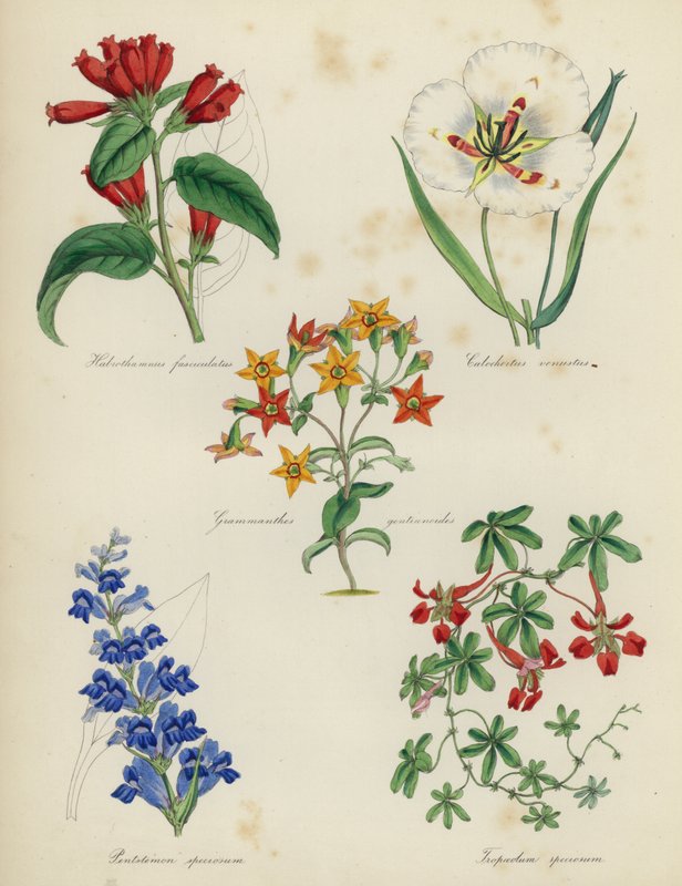 英式花园，Habrothamnus dorsalis Stylocline优雅的Grammanthes gentianoides，Pentstemon宏伟，美丽的Tropseolum 作者 英语学校