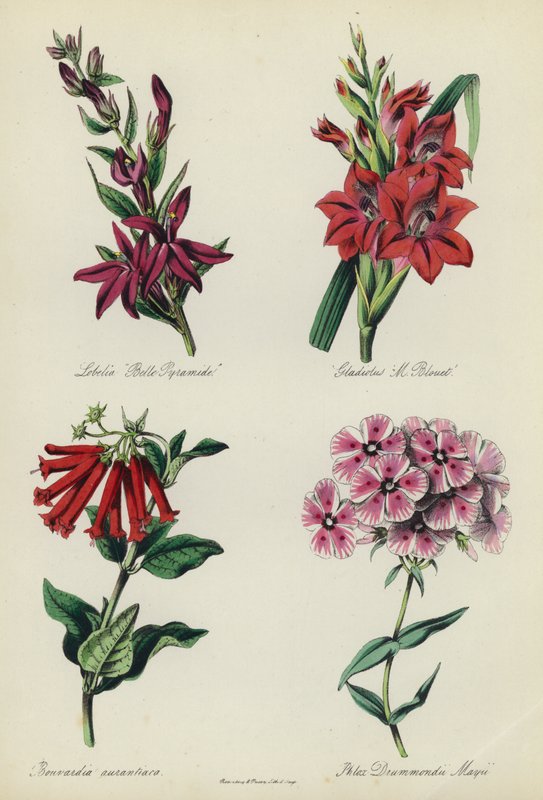 英国花园：山梗菜“ Belle Pyramide”，唐Gla蒲“ M Blouet”，布瓦迪亚·奥兰提卡（Bouvardia aurantiaca），福禄考·德拉蒙蒙德·梅伊 作者 英语学校