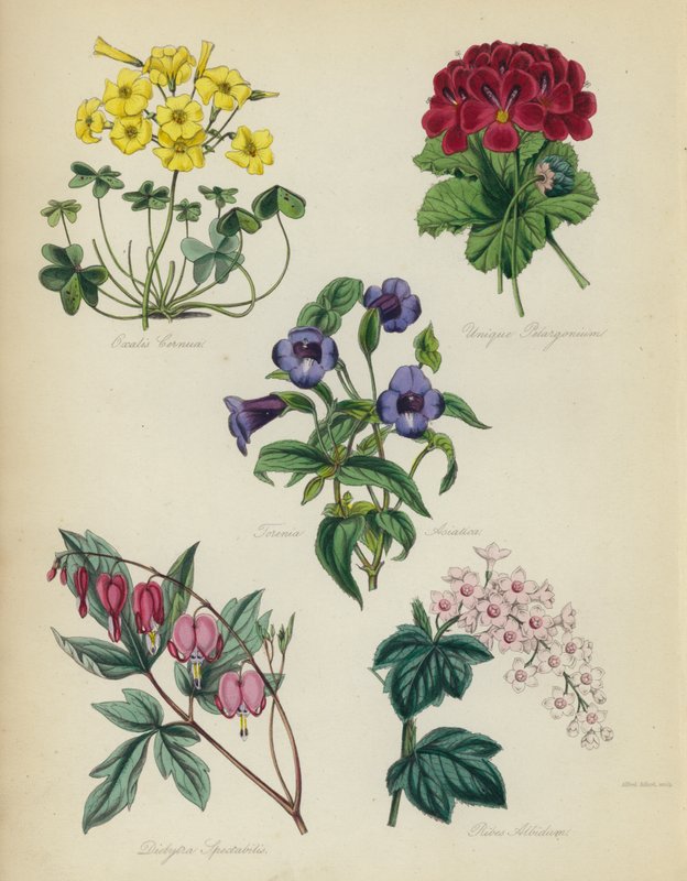 英国花园：Oxalis看到是独特的天竺葵，亚洲Torenia，Dielytra海芋，Ribes Albidum 作者 英语学校