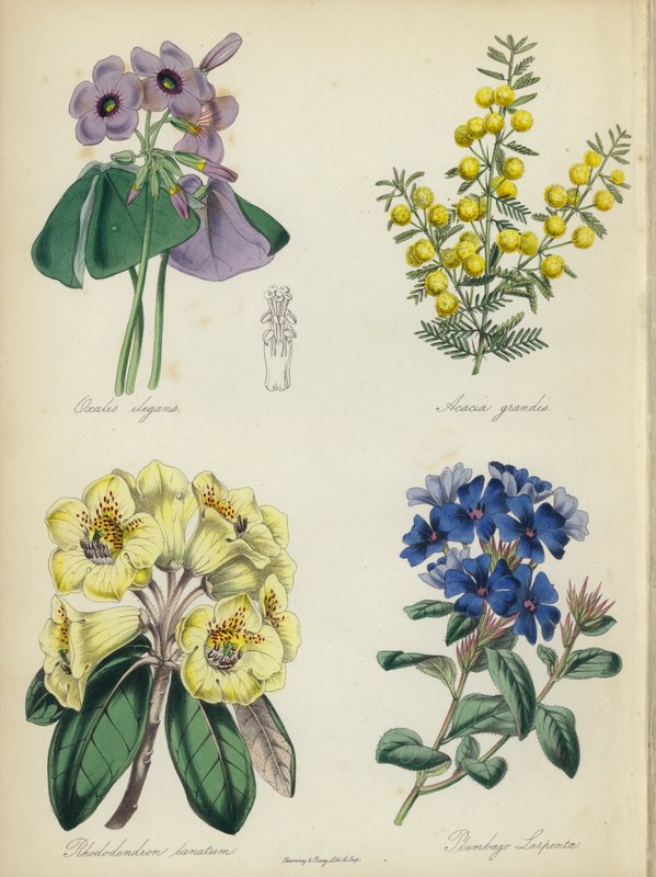 英国花圃Oxalis elegans, Acacia grandis, Rhododendron lanatum, Plumbago Larpentae (colour litho) 作者 英语学校
