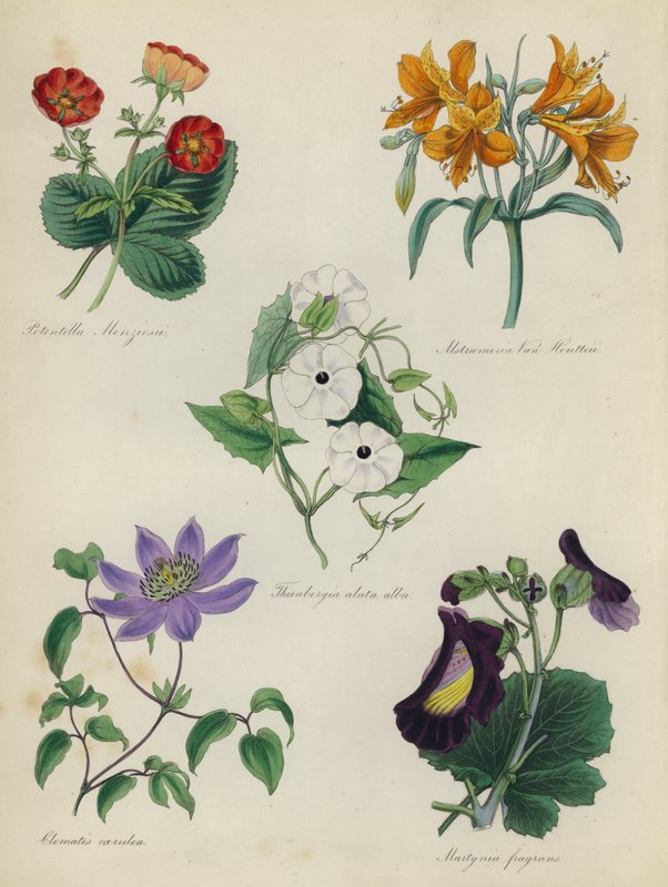 英式花园：委陵菜孟席斯ii，鸢尾花，秋葵，白铁线莲，鸢尾，Martynia fragrans 作者 英语学校