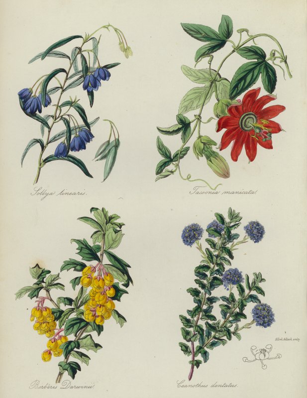 英国花圃线形 Sollya、Tacsonia manicata、达尔文小檗、齿形山龙眼（彩色石版画） 作者 英语学校