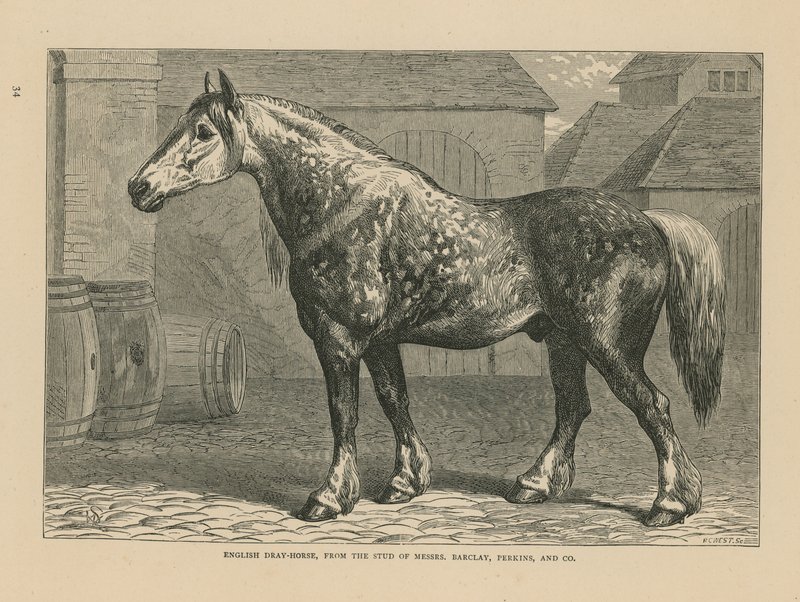 英国dray-horse 作者 英语学校