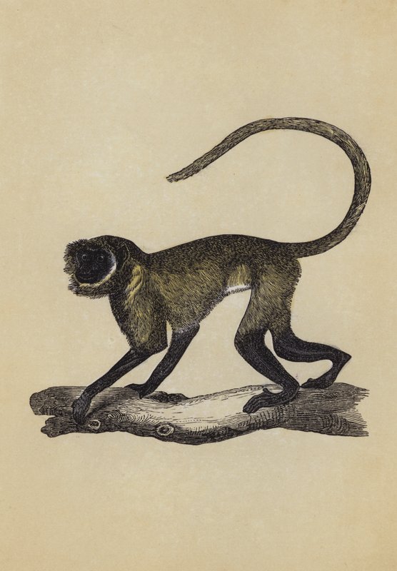 Entellus Monkey（彩色印刷版） 作者 英语学校