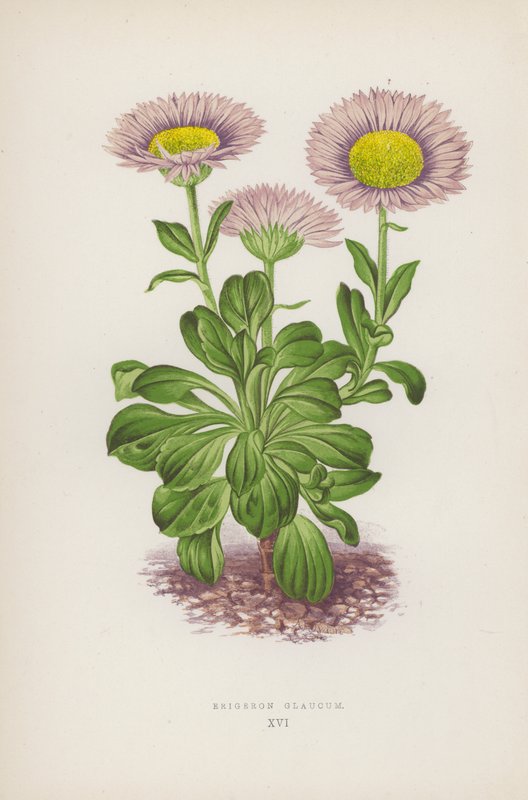 Erigeron Glaucum（彩色平版） 作者 英语学校
