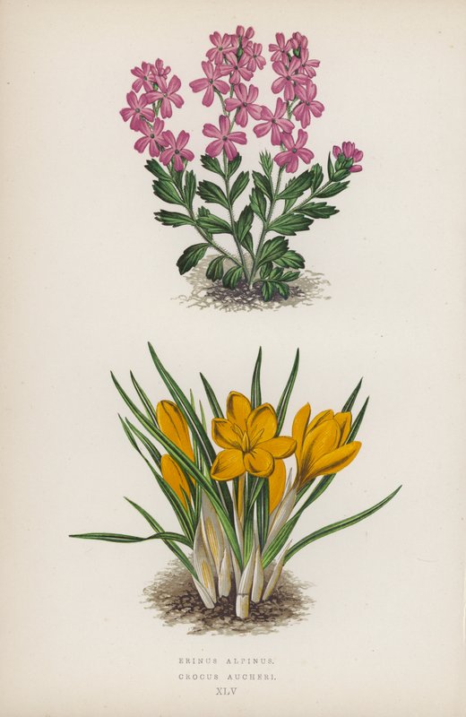 阿尔卑斯山鸢尾花；欧芹（彩色石版画） 作者 英语学校