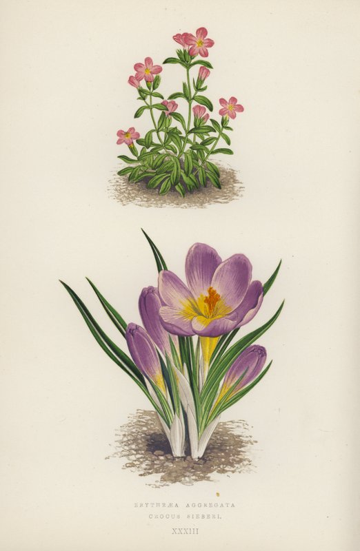 Erythraea Aggregata；Crocus Sieberi（彩色石版画） 作者 英语学校