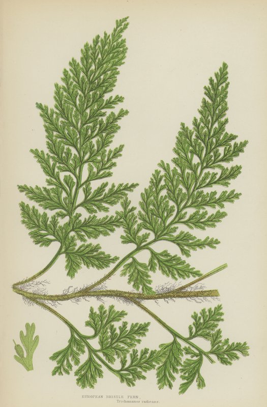 European Bristle Fern (colour litho) 作者 英语学校