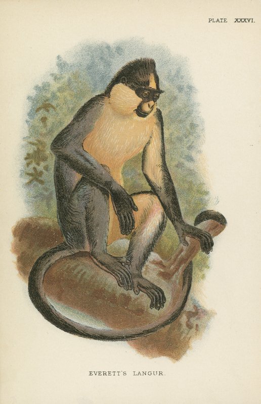 Everetts Langur 作者 英语学校
