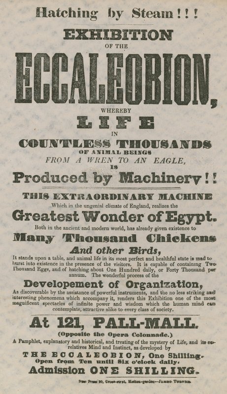 Eccaleobion的展览 作者 英语学校