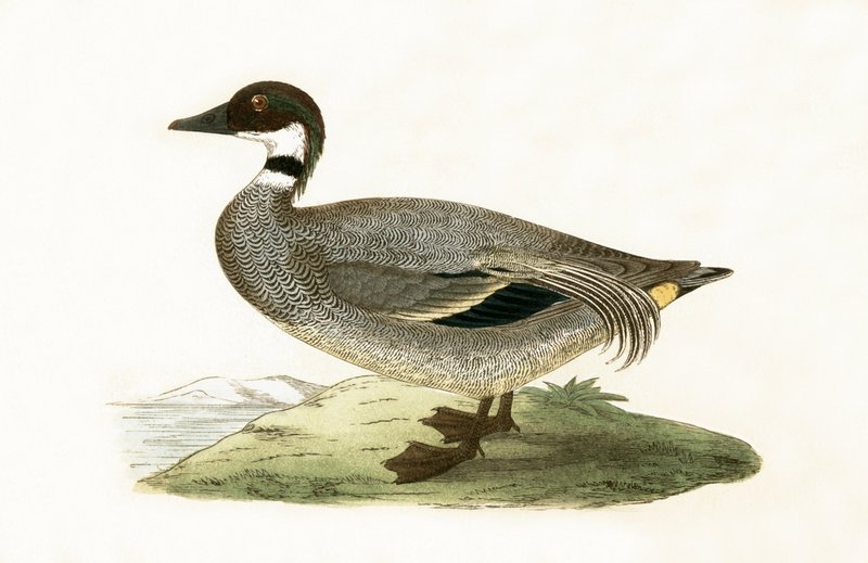 Falcated Teal，来自“不列颠群岛未观察到的欧洲鸟类历史”的插图作者Charles Robert Bree（1811-86），1867年出版 作者 英语学校
