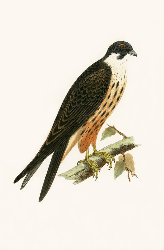 Falco Eleonorae，查尔斯·罗伯特·布里（1811-86）于1867年出版的“不列颠群岛未观察到的欧洲鸟类历史”中的插图 作者 英语学校