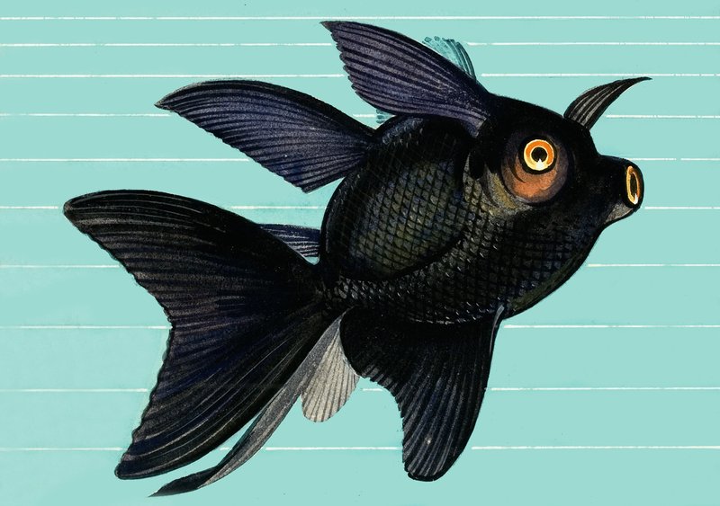 Fantail Blackmoor 作者 英语学校