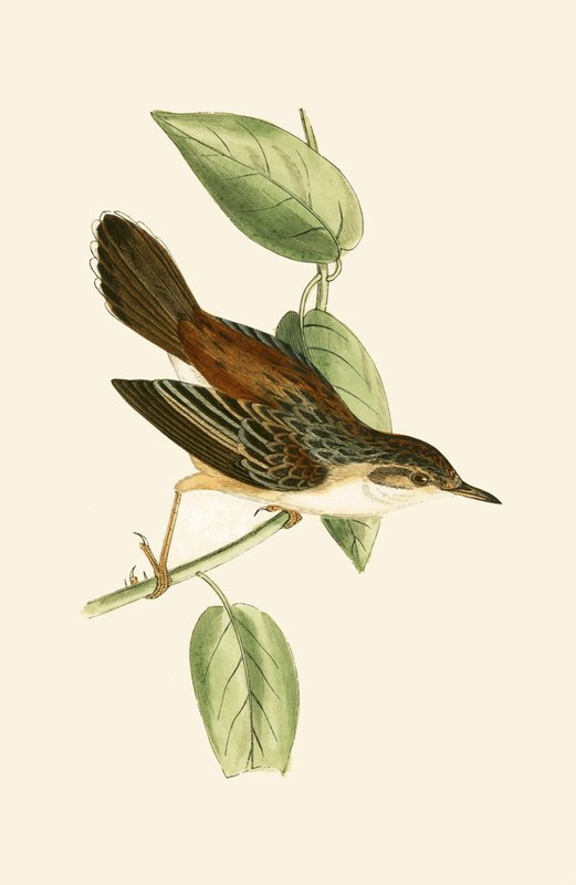 Fantail Warbler，来自&39;不列颠群岛未观察到的欧洲鸟类历史&39;的插图作者：Charles Robert Bree（1811-86），1867年出版 作者 英语学校