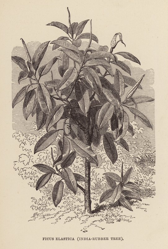 印度橡胶树（雕刻） 作者 英语学校