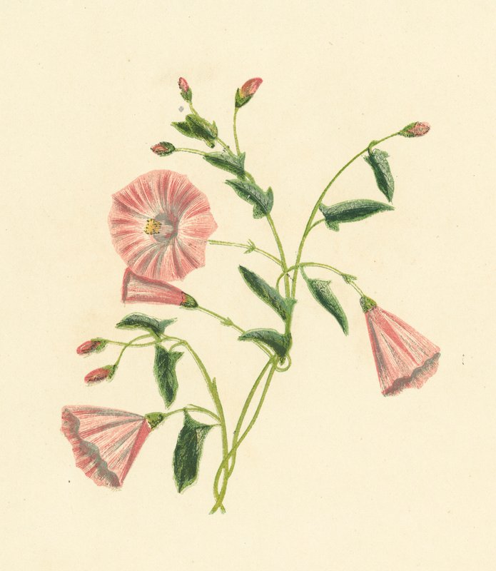 田野旋覆花，旋覆花 Arvensis（彩色石版画） 作者 英语学校