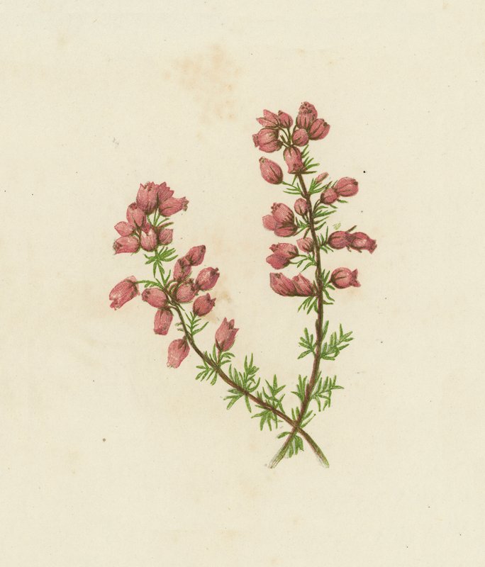 细叶石楠，Erica Cinerea（彩色石版画） 作者 英语学校