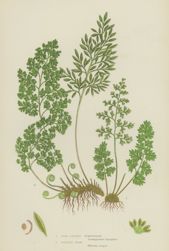 Fine Leaved Gymnogram, Parsley Fern (colour litho) 作者 英语学校