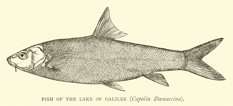 加利利湖的鱼，Capoeta Damascina 作者 英语学校