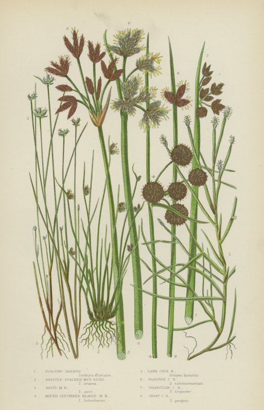 Floating Isolepis、Bristle Stalked Mud Rush、Savi