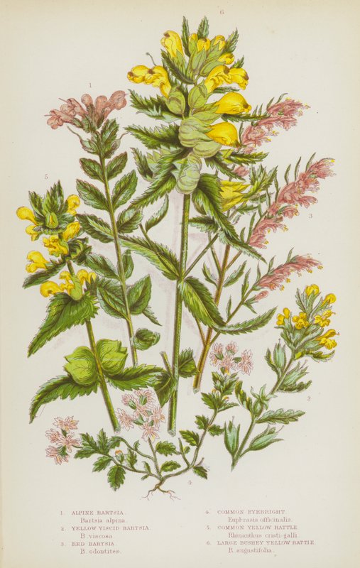 Flowering Plants of Great Britain: Alpine Bartsia, Yellow Viscid Bartsia, Red Bartsia, Common Eyebright, Common Yellow Rattle, Large Bushey Yellow Rattle (colour litho) 作者 英语学校