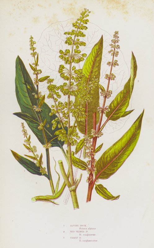 大不列颠的开花植物：高山坞、红纹坞、尖头坞（彩色石版画） 作者 英语学校