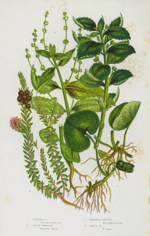 大不列颠的开花植物。Asarabacca, Black Crowberry, Perennial Mercury, Annual Mercury（彩色平版）。 作者 英语学校