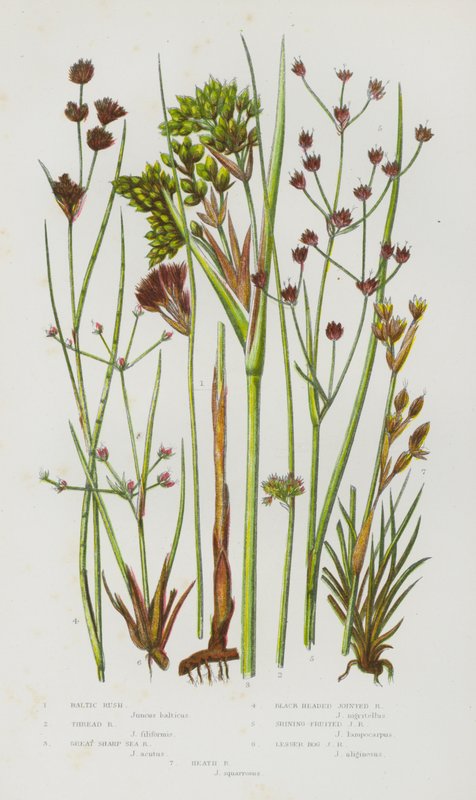 Flowering Plants of Great Britain: Baltic Rush, Thread Rush, Great Sharp Sea Rush, Black headed Jointed Rush, Shining Fruited Jointed Rush, Lesser Bog Jointed Rush, Heath Rush (colour litho) 作者 英语学校