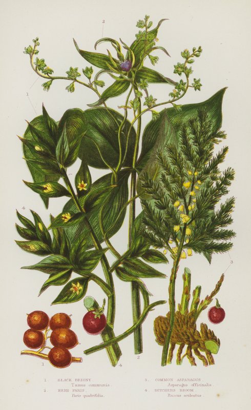 英国的开花植物：Black Briony、Herb Paris、Common Asparagus、Butchers Broom（彩色石版画） 作者 英语学校