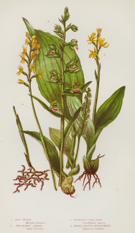 英国的开花植物：沼泽兰花、二叶唇瓣、无刺珊瑚根、阔叶藜芦（彩色石版画） 作者 英语学校