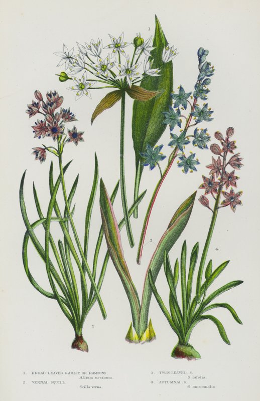 Flowering Plants of Great Britain: Broad Leaved Garlic or Ramsons, Vernal Squill, Twin Leaved Squill, Autumnal Squill (colour litho) 作者 英语学校