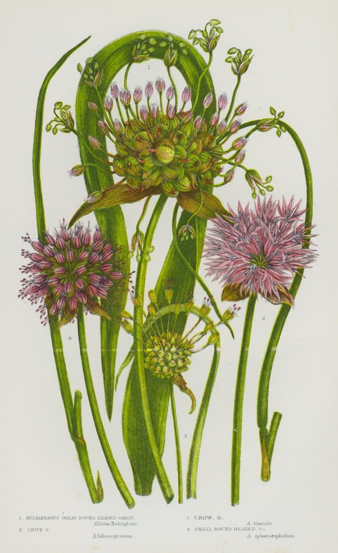 Flowering Plants of Great Britain: Bulbiferous Great Round Headed Garlic, Chive Garlic, Crow Garlic, Small Round Headed Garlic (colour litho) 作者 英语学校