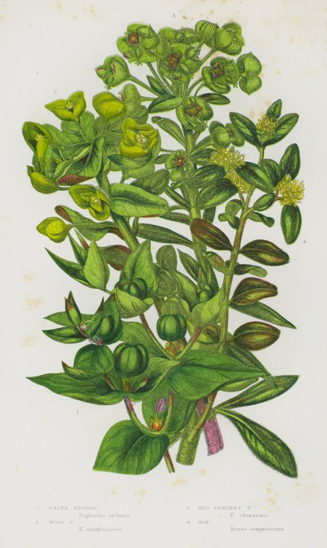英国的开花植物：刺山柑、木大戟、红灌木大戟、箱形（彩色石版画） 作者 英语学校