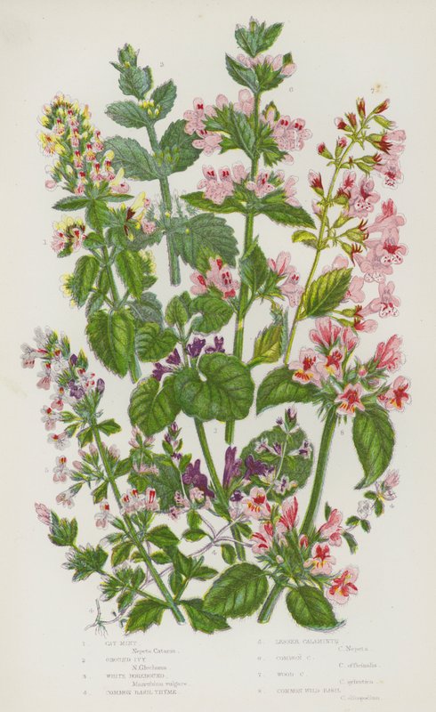 英国的开花植物：猫薄荷、地面常春藤、白苦苣、普通罗勒百里香、小火炬、普通火炬、木火炬、普通野生罗勒（彩色石版画） 作者 英语学校