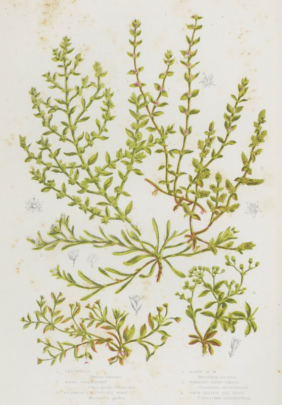 Flowering Plants of Great Britain: Chickweed, Sand Strapwort, Glabrous Rupture Wort, Hairy Rupture Wort, Whorled Knot Grass, Four Leaved All Seed (colour litho) 作者 英语学校