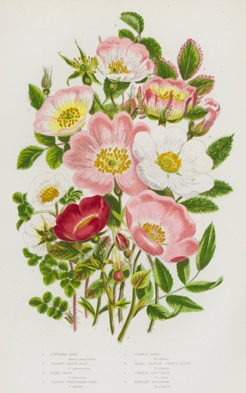 Flowering Plants of Great Britain: Cinnamon Rose, Burnet leaved Rose, Irish Rose, Prickly Unexpanded Rose, Villous Rose, Small-Leaved Sweet Briar, Common Dog-Rose, Trailing Dog-Rose (colour litho) 作者 英语学校
