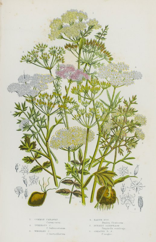 英国的开花植物：普通葛缕子、块茎葛缕子、轮状葛缕子、地球坚果、地榆、大地榆（彩色石版画） 作者 英语学校
