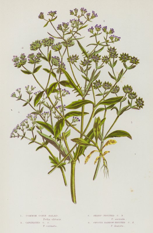 Flowering Plants of Great Britain: Common Corn Salad, Carinated Corn Salad, Sharp-Fruited Corn Salad, Smooth Narrow-Fruited Corn Salad (colour litho) 作者 英语学校