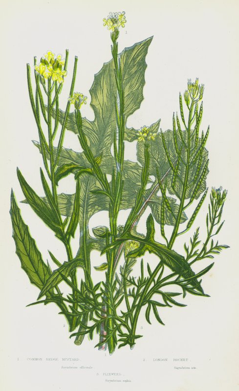大不列颠的开花植物：普通绿篱芥、伦敦火箭草、Flixweed（彩色石印本） 作者 英语学校