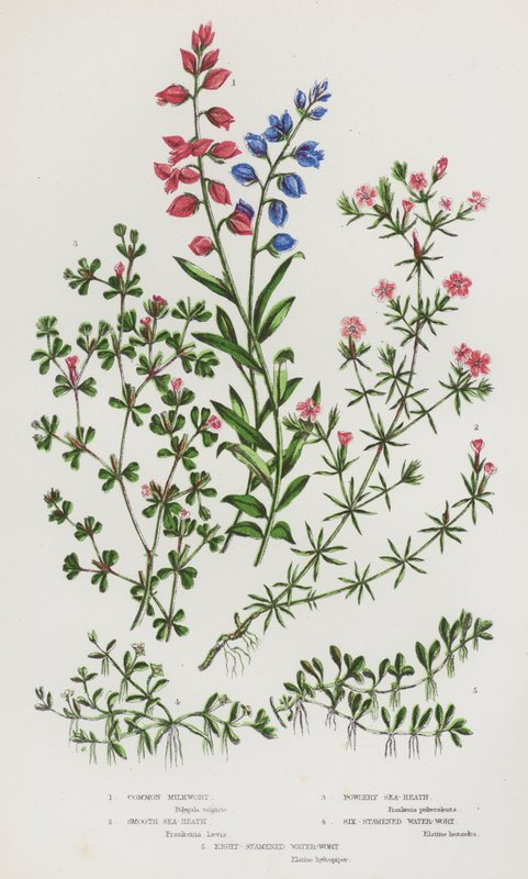 大不列颠的开花植物：普通乳草、光滑海芹菜、粉状海芹菜、六股水芹、八股水芹（彩色石印本） 作者 英语学校