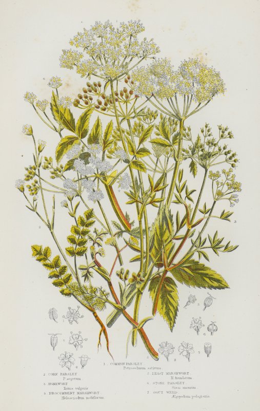 大不列颠的开花植物：普通欧芹、玉米欧芹、金银花、原生沼泽草、最少见的沼泽草、石欧芹、痛风草（彩色石印本） 作者 英语学校